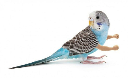 Funny Bird Arms: Small Parrot Accessory, Budgie Toy