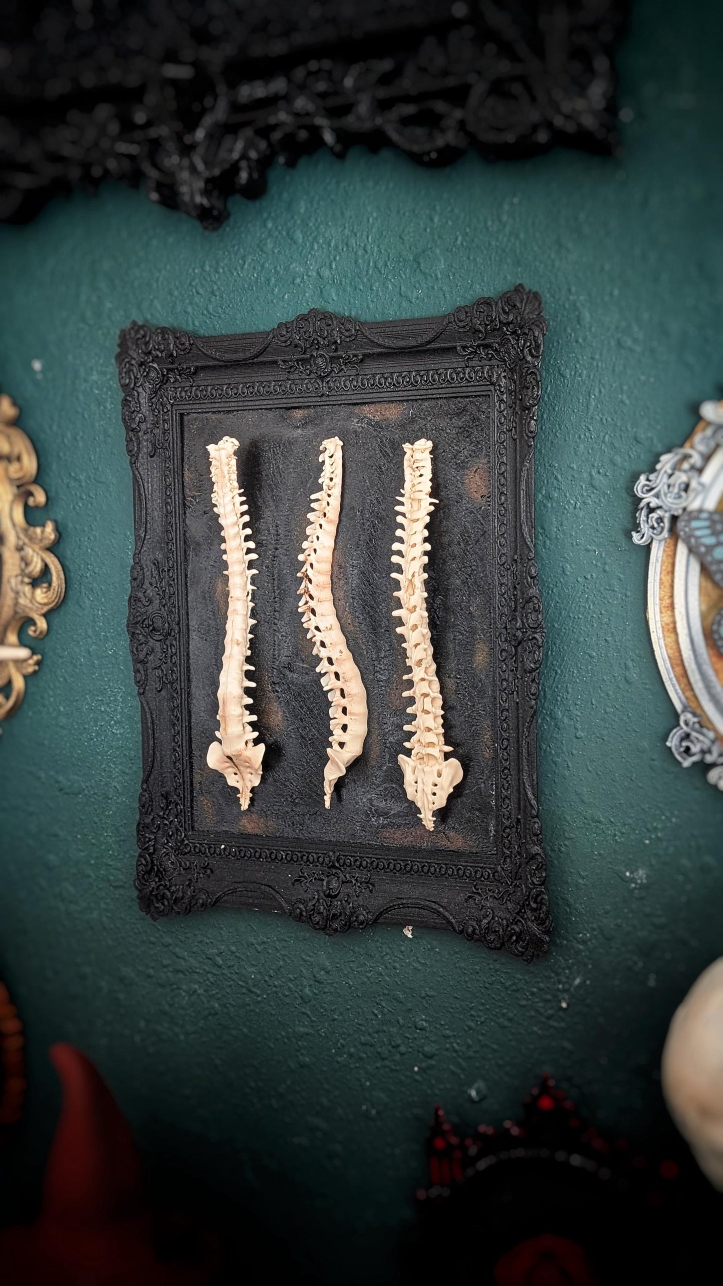 Beauty of Spines - Gothic Spine Wall Art in Ornate Black Frame