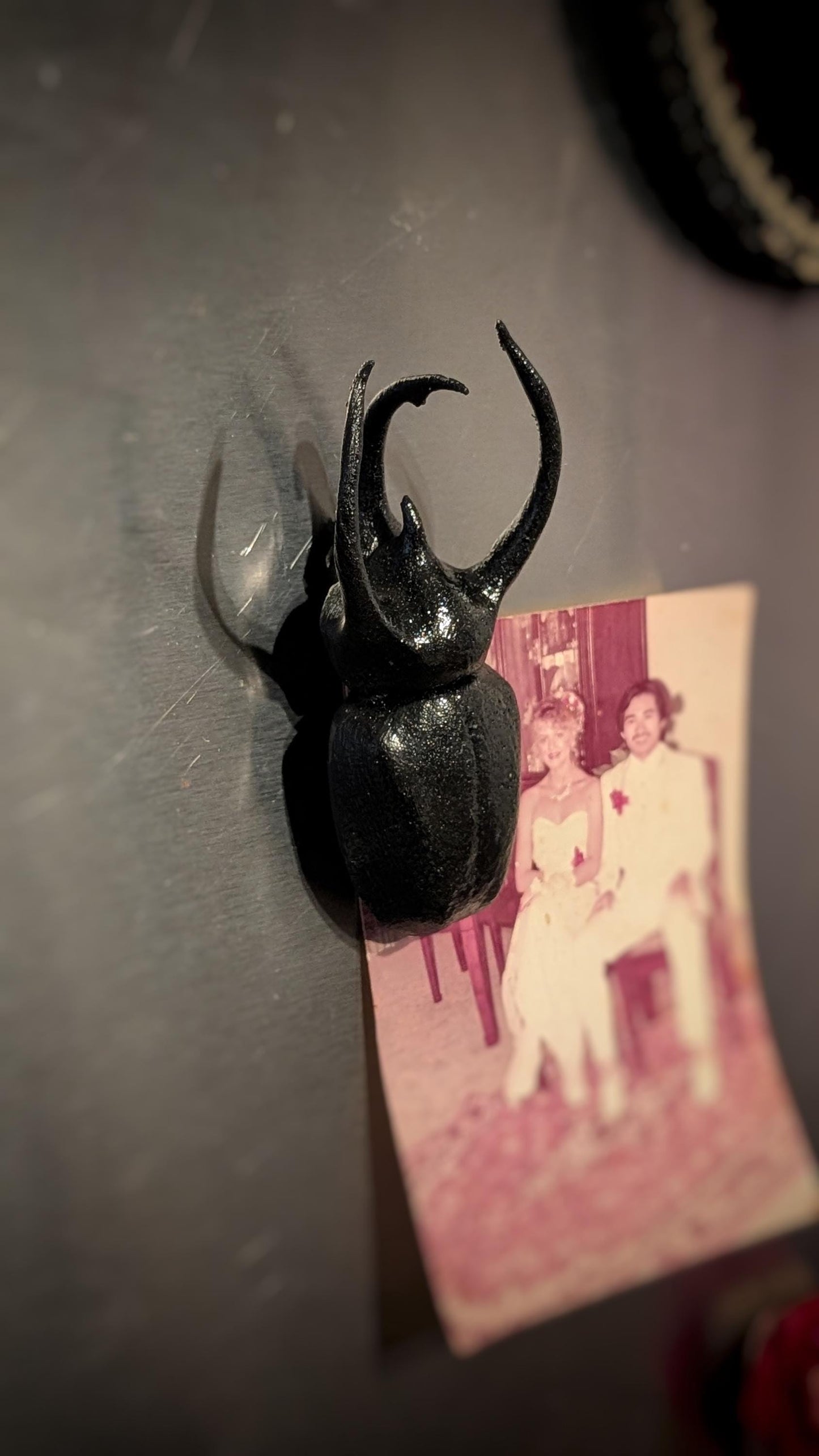 Realistic Rhinoceros beetle magnet 1:1 scale.