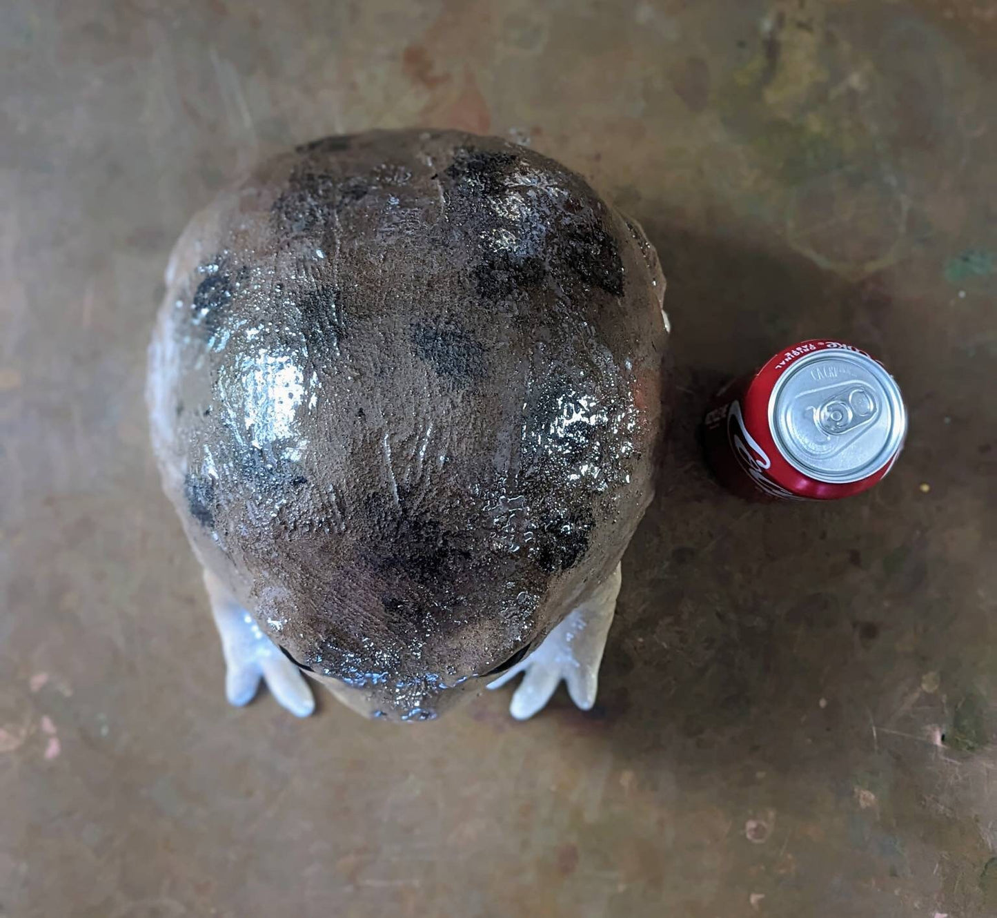 Giant Desert Rain Frog