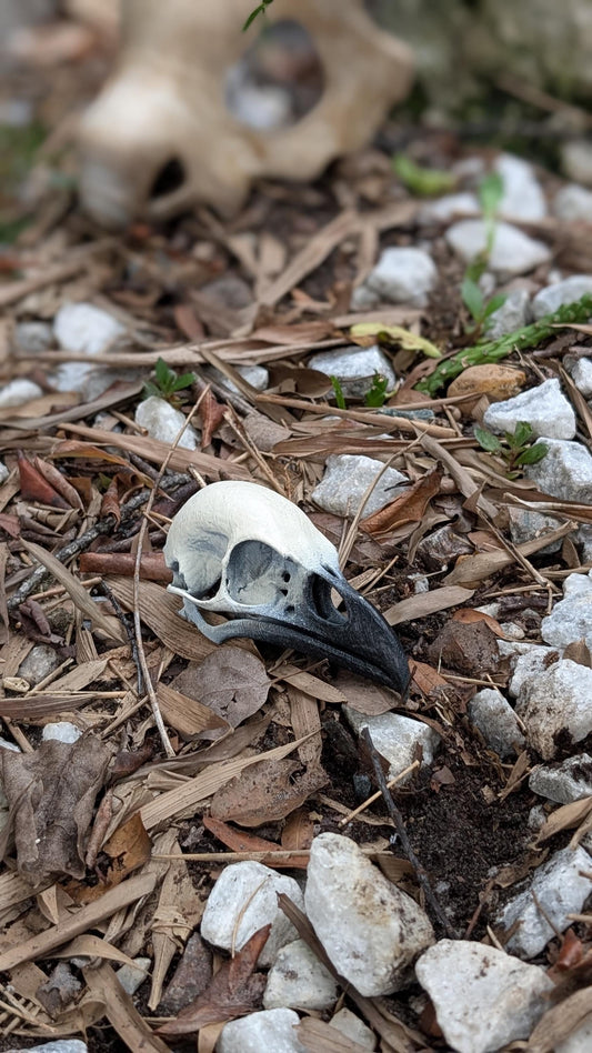Detailed Raven Skull replica. 1:1 scale.