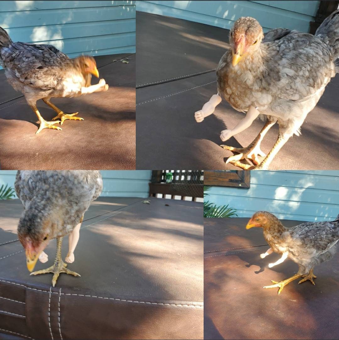 Funny Bird Arms: Small Parrot Accessory, Budgie Toy