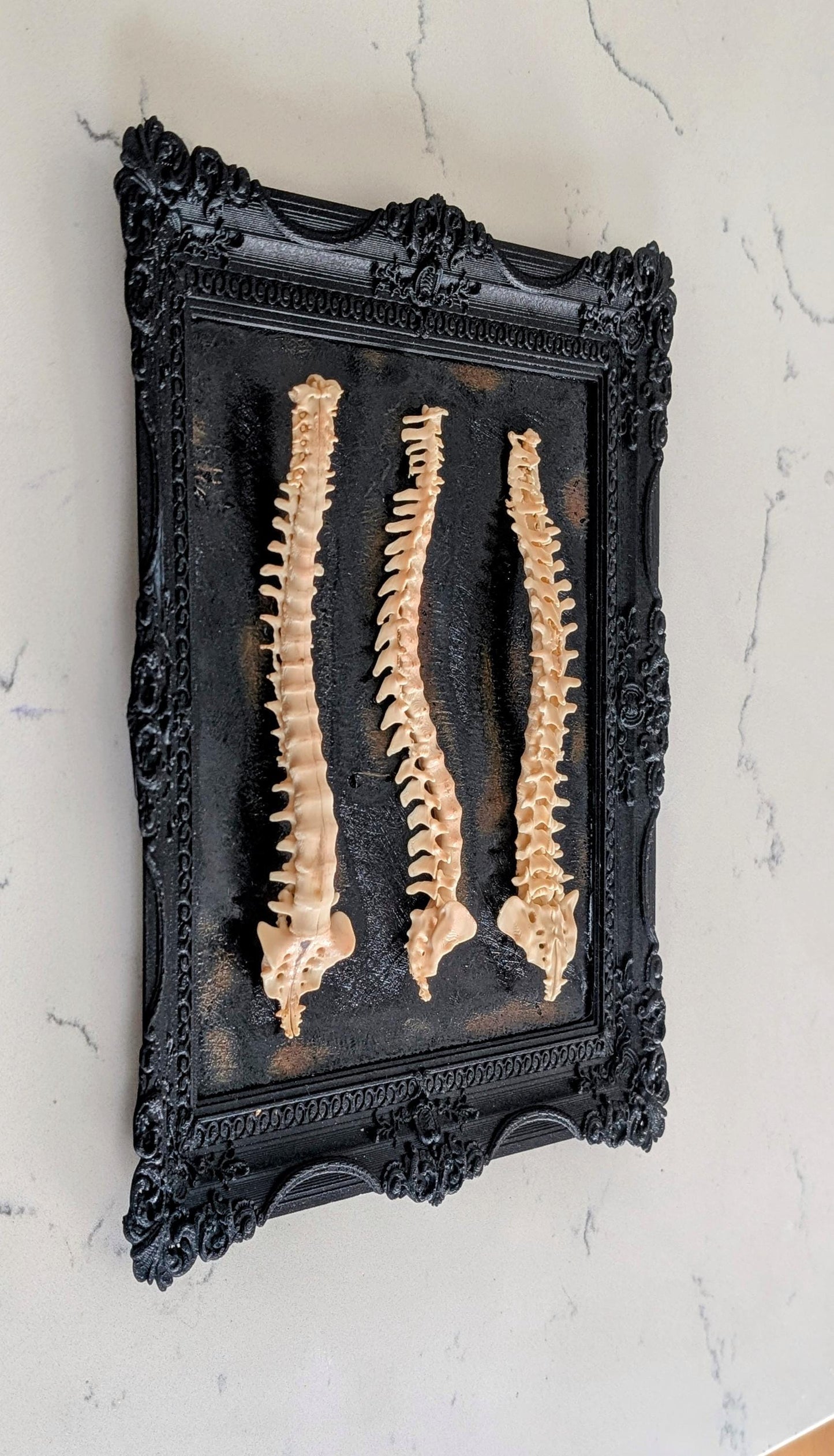 Beauty of Spines - Gothic Spine Wall Art in Ornate Black Frame