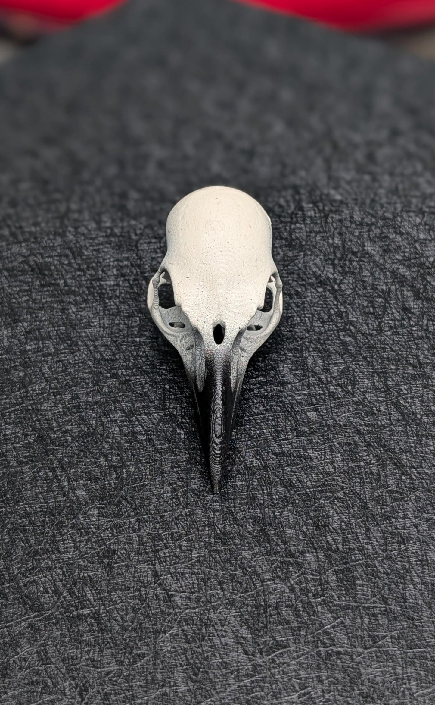 Detailed Raven Skull replica. 1:1 scale.