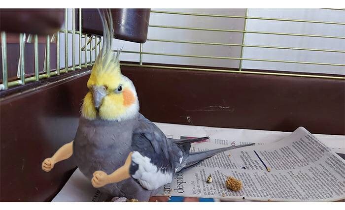 Funny Bird Arms: Small Parrot Accessory, Budgie Toy