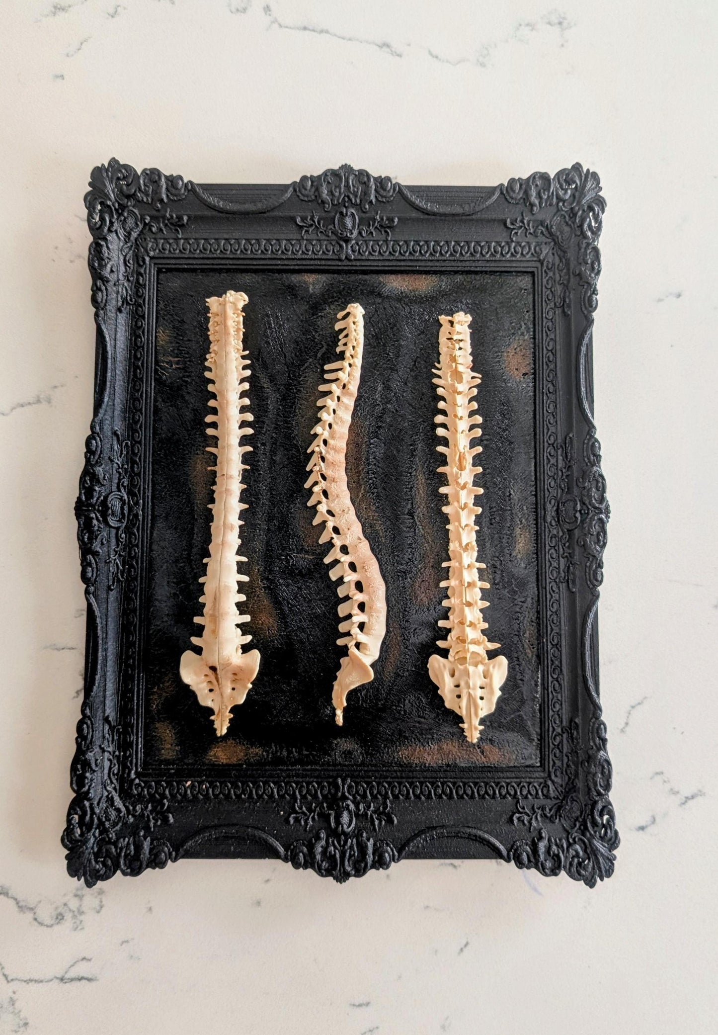 Beauty of Spines - Gothic Spine Wall Art in Ornate Black Frame