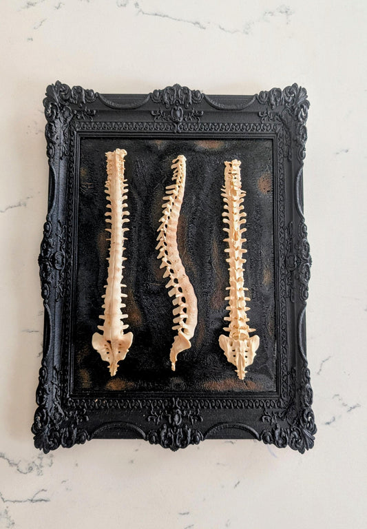 Beauty of Spines - Gothic Spine Wall Art in Ornate Black Frame