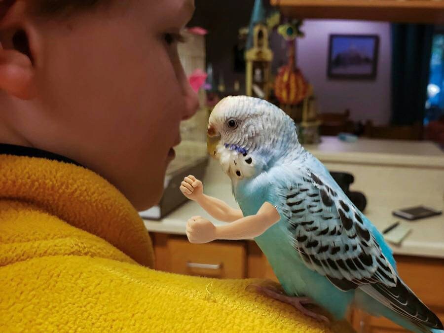 Funny Bird Arms: Small Parrot Accessory, Budgie Toy