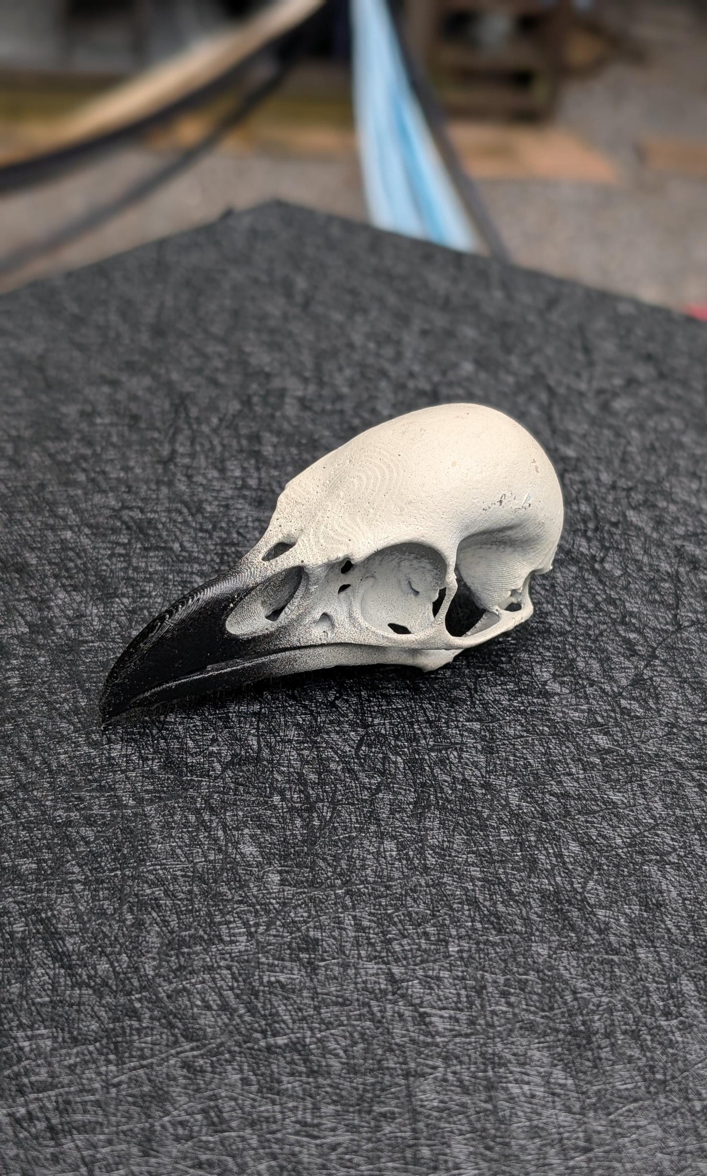 Detailed Raven Skull replica. 1:1 scale.